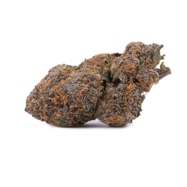 Orange Cream Pie - AAA - Hybrid 1