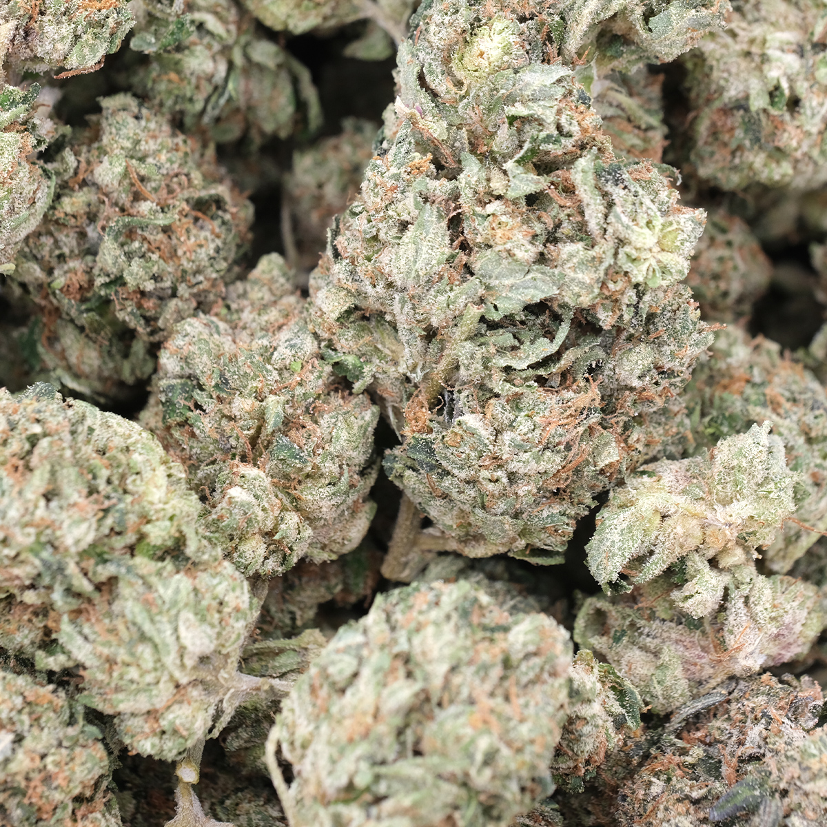 BC Tuna Kush – AAA – Indica 1