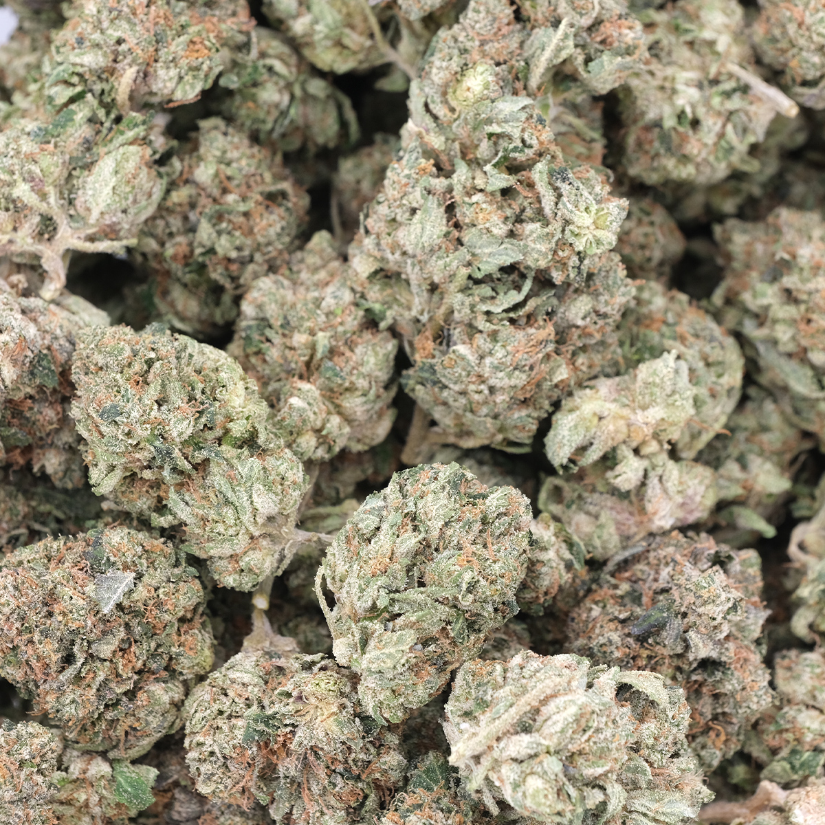 BC Tuna Kush – AAA – Indica 1