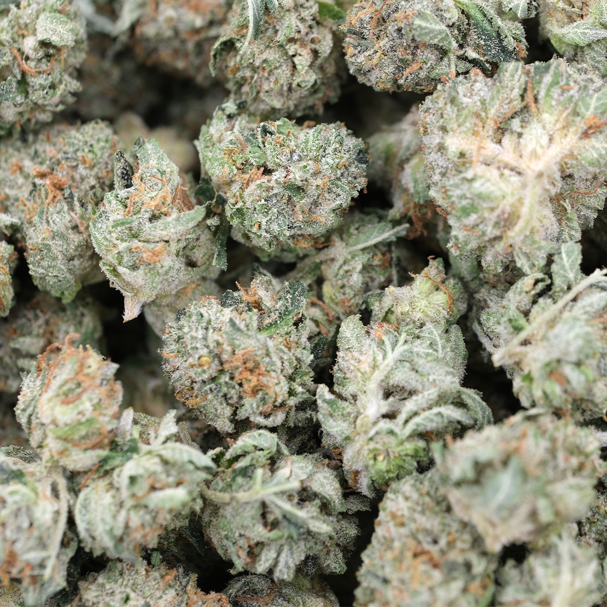 Banana Coffee (Popcorns) - Indica - AAA