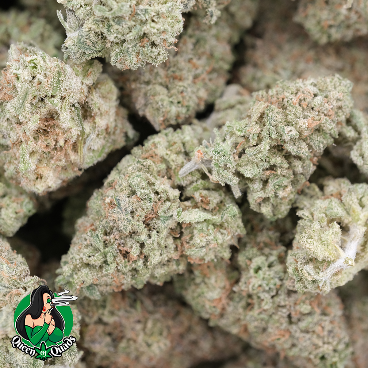 Gummy Bears (Popcorns) - Hybrid - AAAA - Queens Of Quads 1