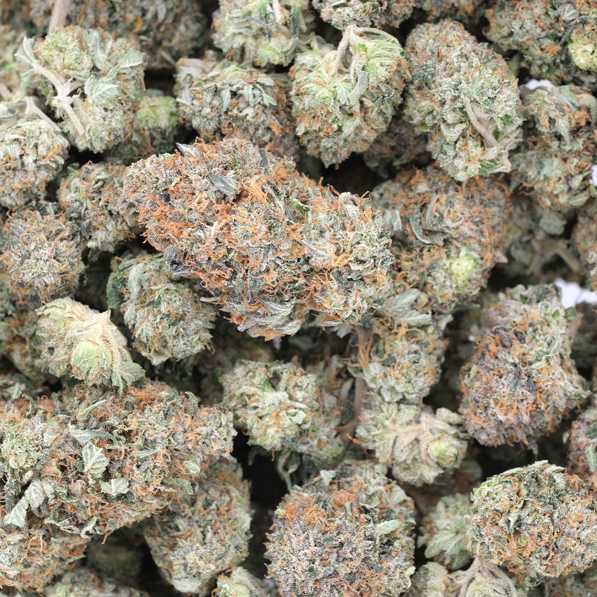 Hindu Cookies – AAA – Indica 1