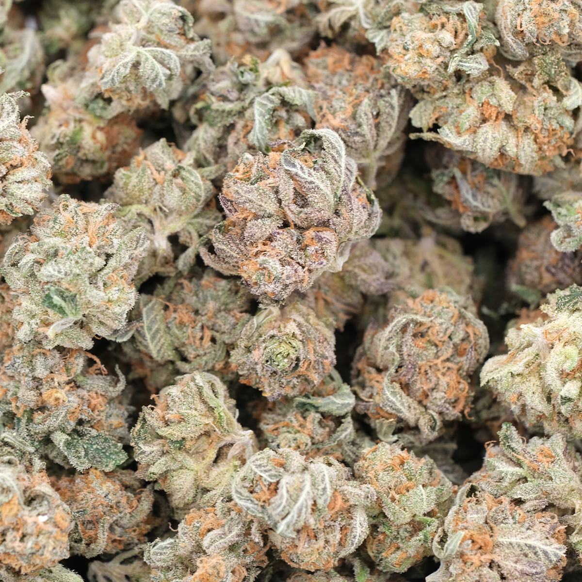 Money Maker (Pocorns) - Indica - AAA - Image 2