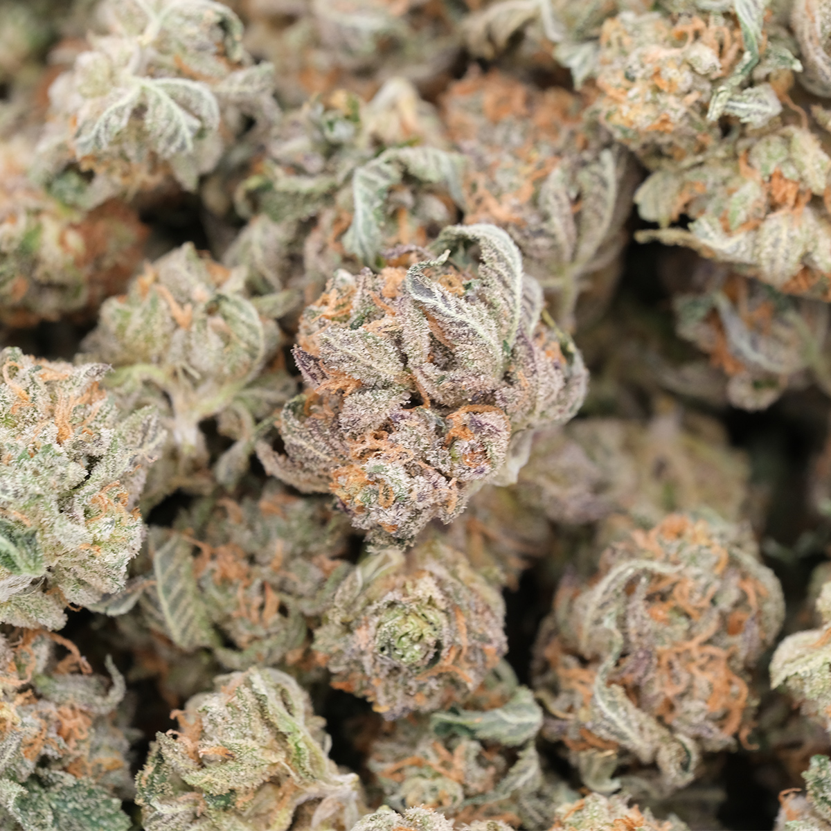 Money Maker (Pocorns) - Indica - AAA - Image 3