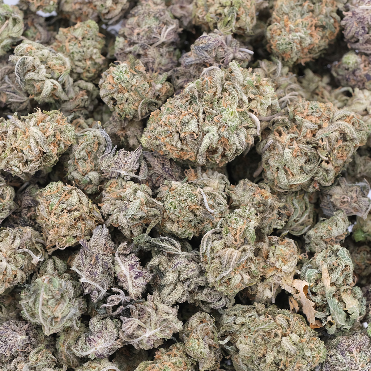 Orange Creampop (Popcorns) - Hybrid - AAA 1