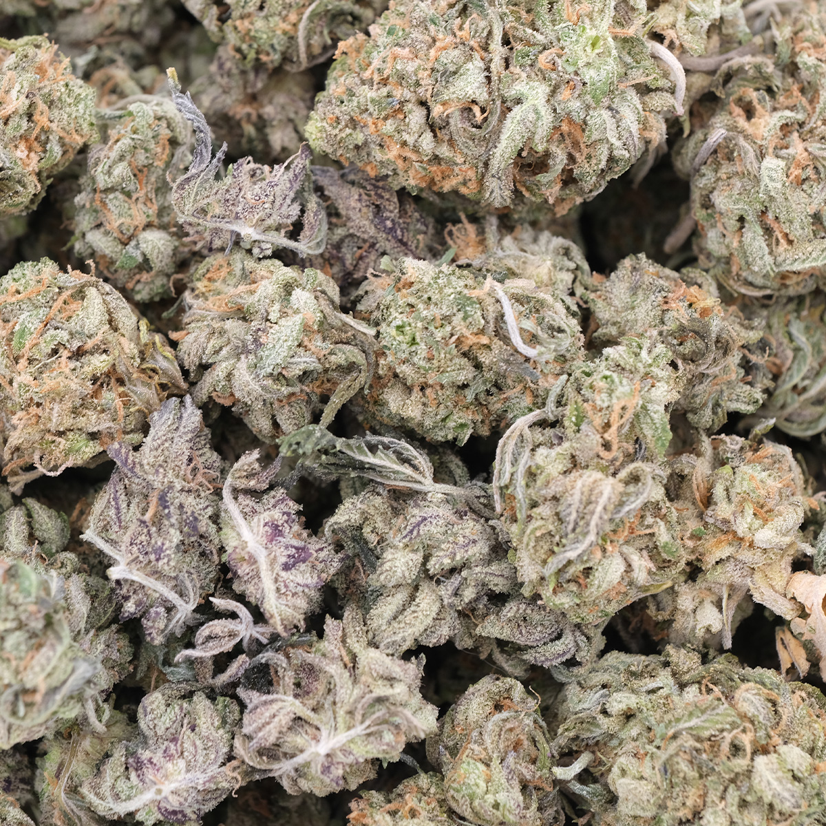 Orange Creampop (Popcorns) - Hybrid - AAA 1