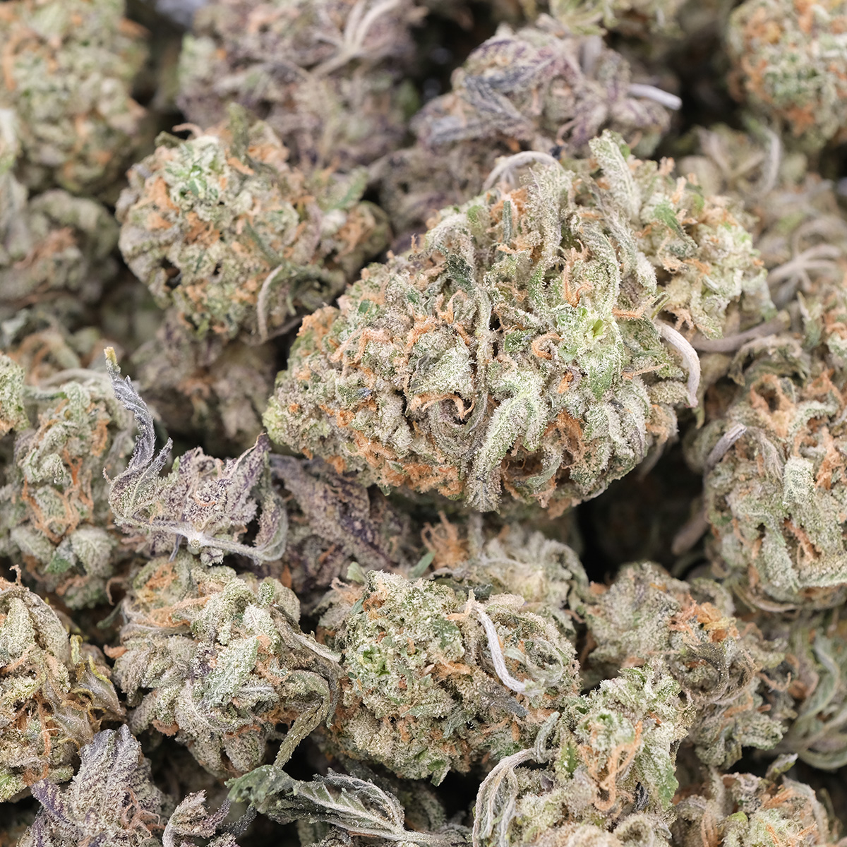 Orange Creampop (Popcorns) - Hybrid - AAA 1