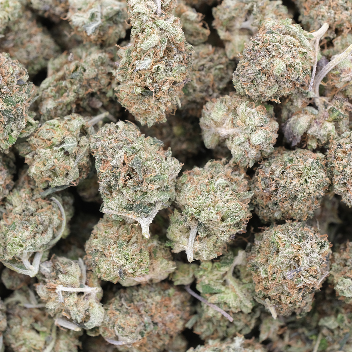 Pink Berry (Popcorns) - Indica - AAA - Image 2