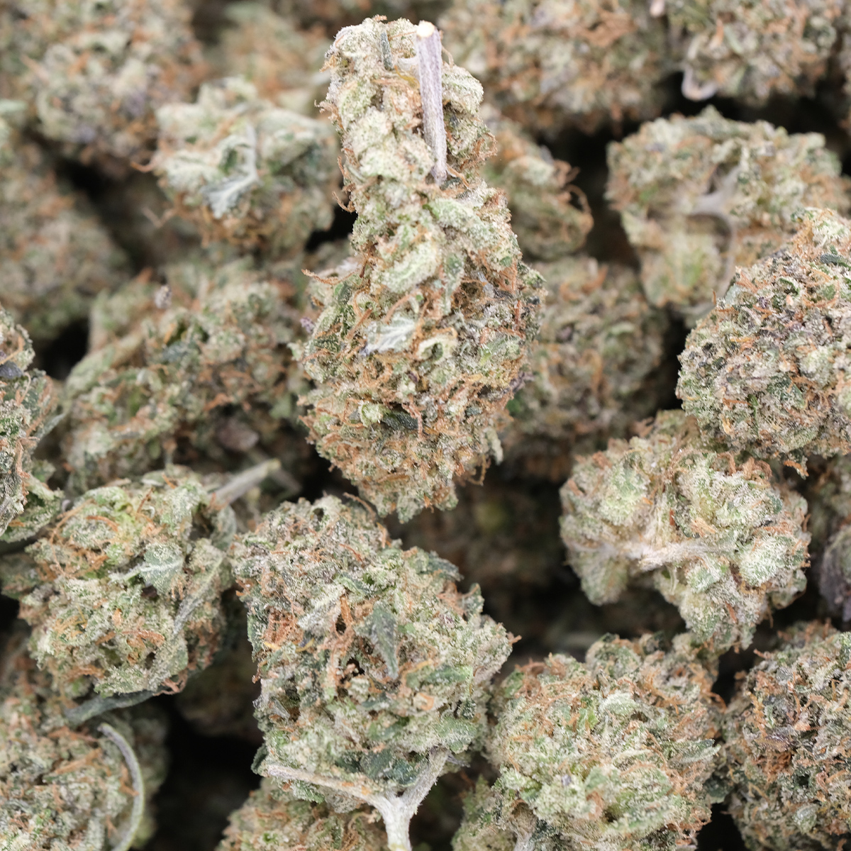 Pink Berry (Popcorns) - Indica - AAA - Image 3