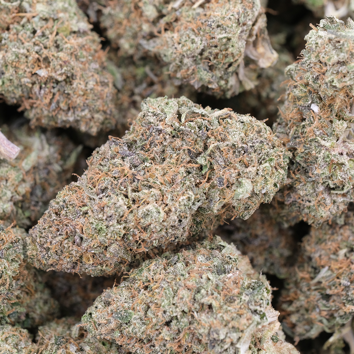Pink Gelato - Hybrid - AAA - Image 2