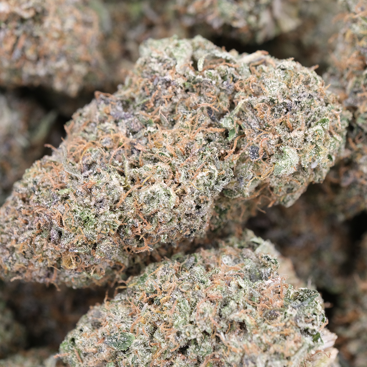 Pink Gelato - Hybrid - AAA - Image 3