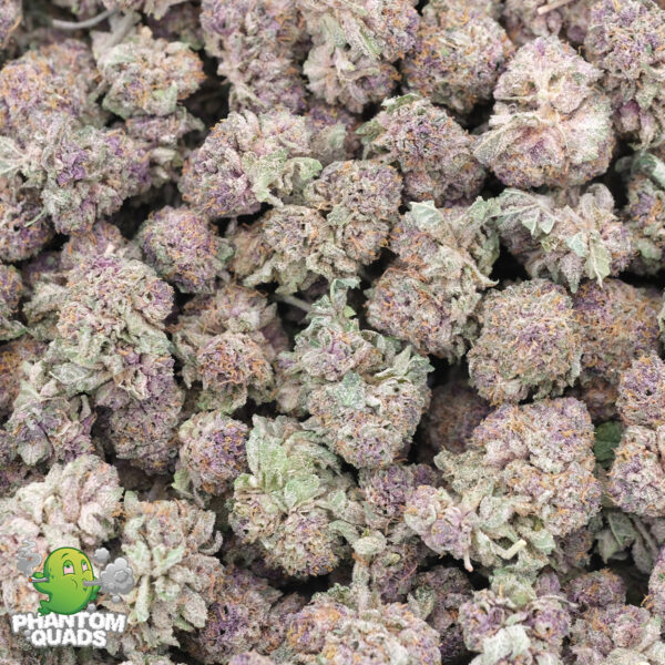 Pomegranate (Pocorns) - AAAA - Indica - Phantom Quads