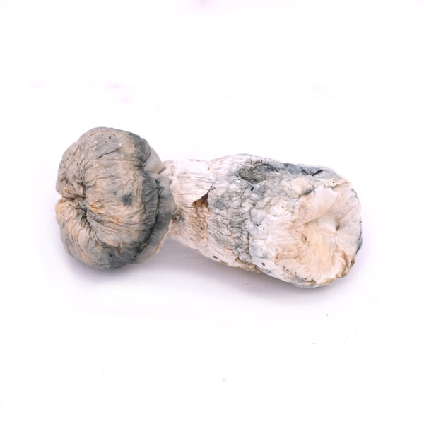 Albino Melmac Magic Mushrooms 1