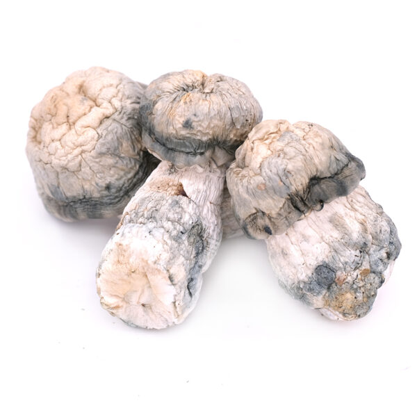 Albino Melmac Magic Mushrooms 1
