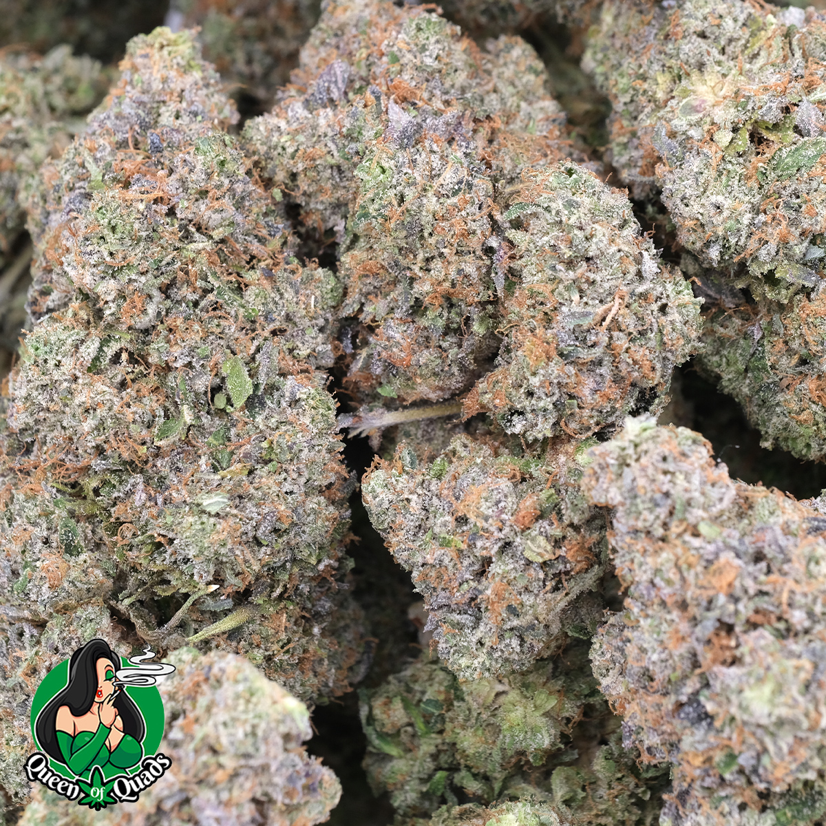 Donny Burger – Indica – AAAA – Queen Of Quads - Image 3