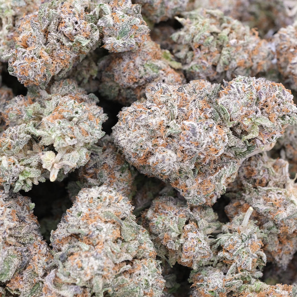 Green Crack - Sativa Dominant - AAA 1