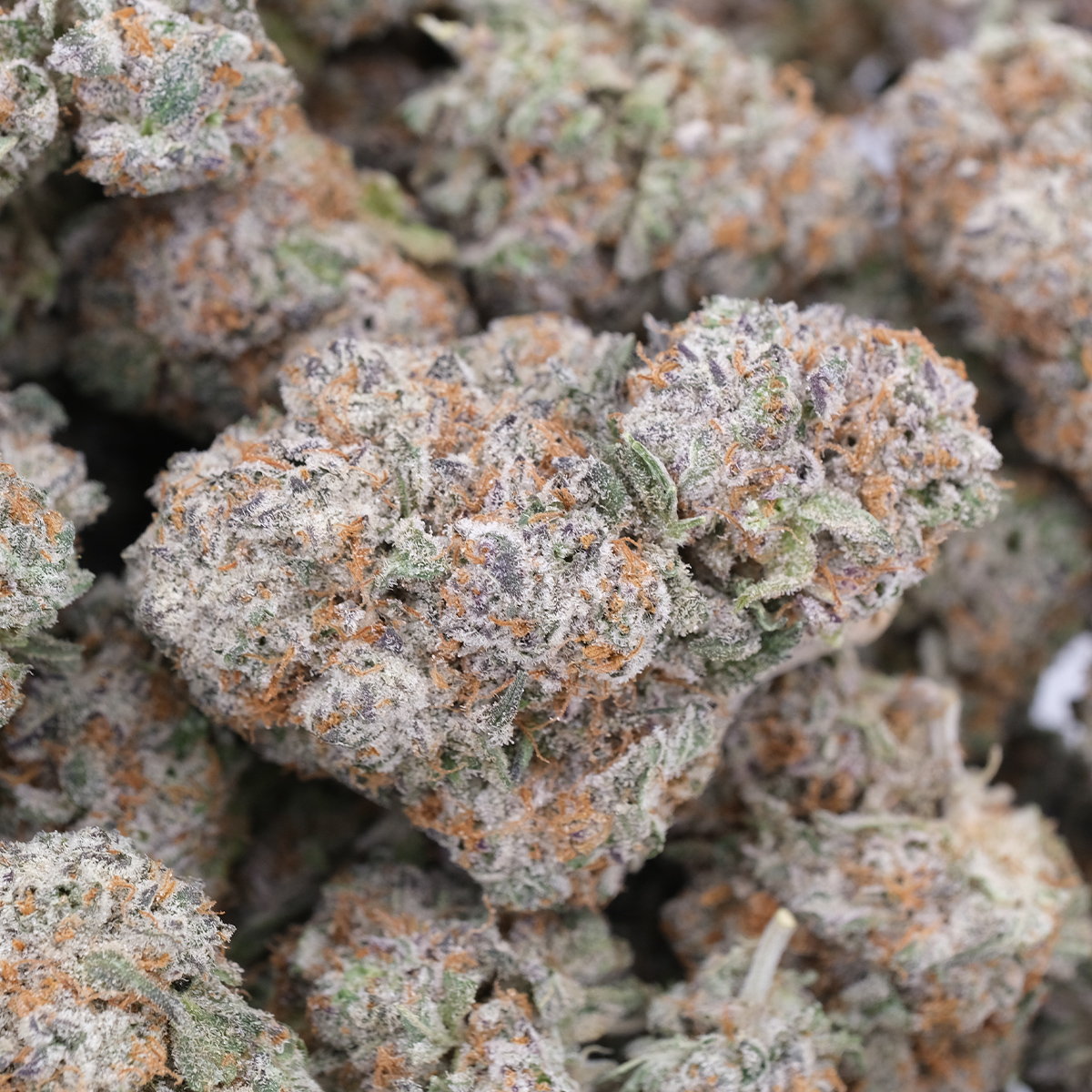 Green Crack - Sativa Dominant - AAA 1
