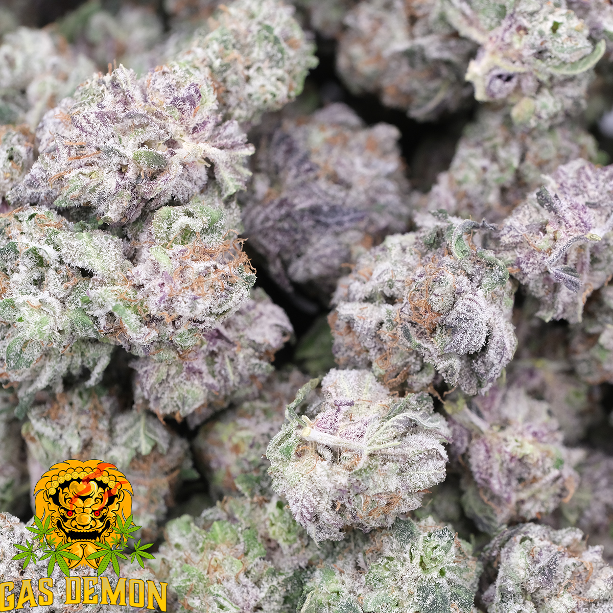 Purple Kush (Popcorn) – AAAA – Indica – Gas Demon 1