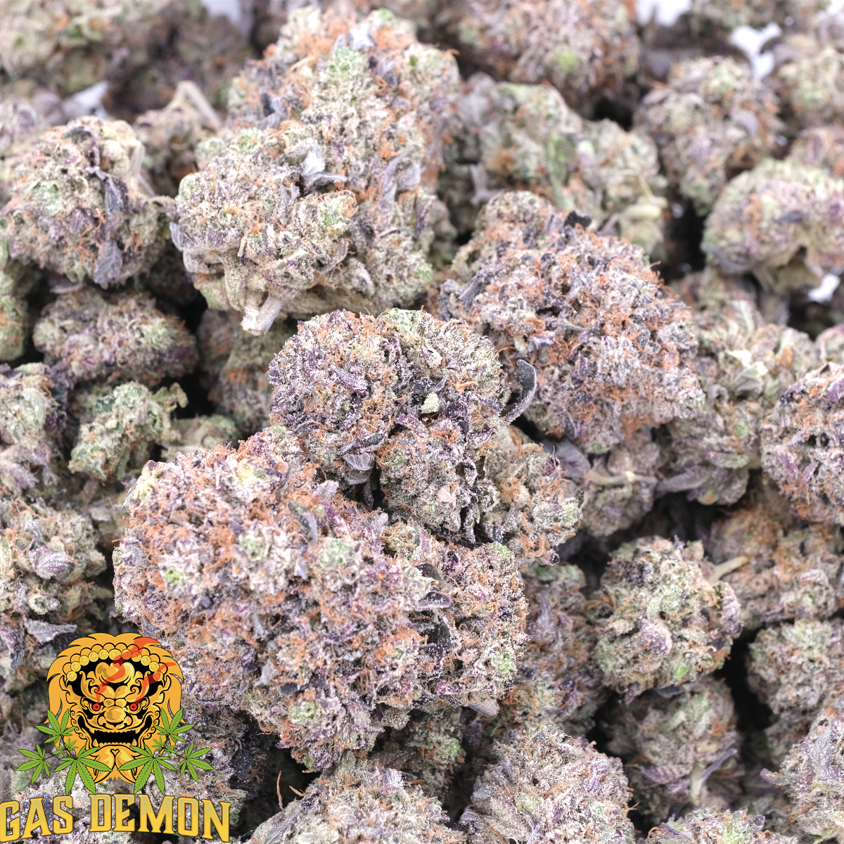 Bluefin Tuna AAAA Indica GasDemon 1