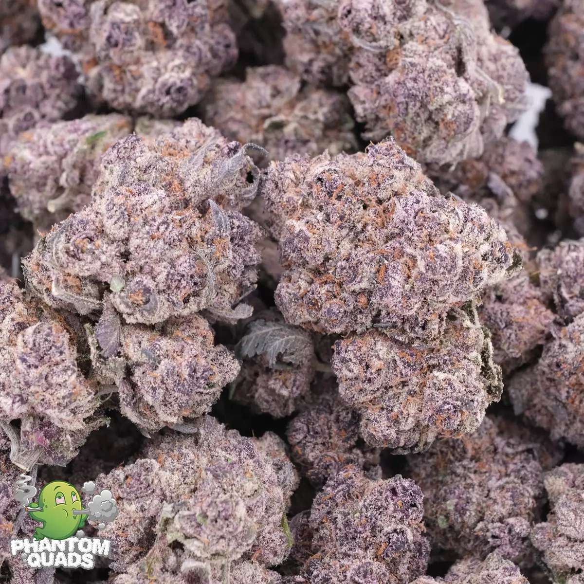 Purple Space Cookies AAAA Hybrid Phantom Quads